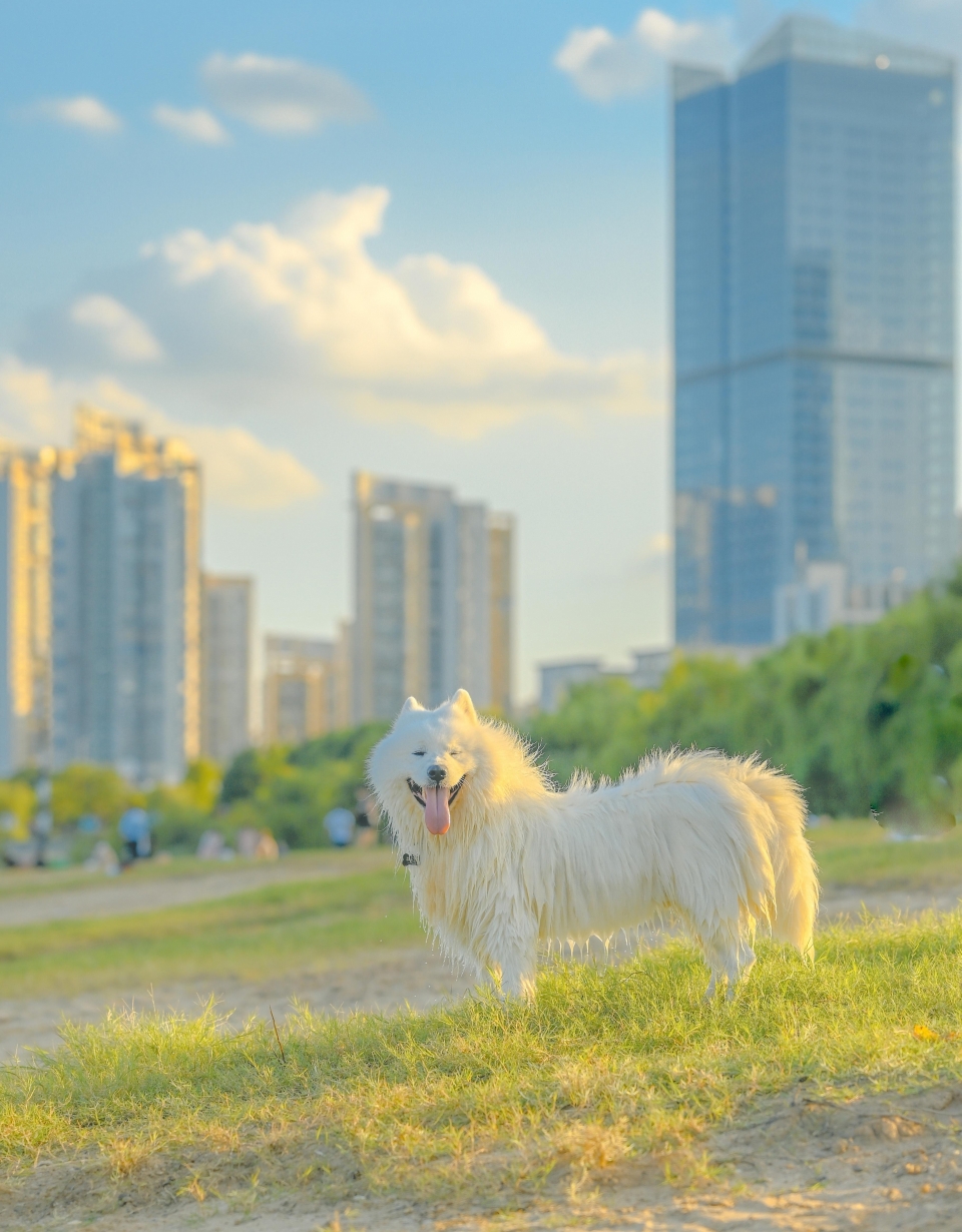 唯美清新夏日景色图片