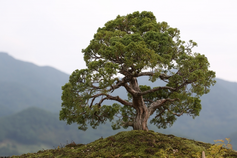 高山山脉顶上的一颗孤独老树摄影