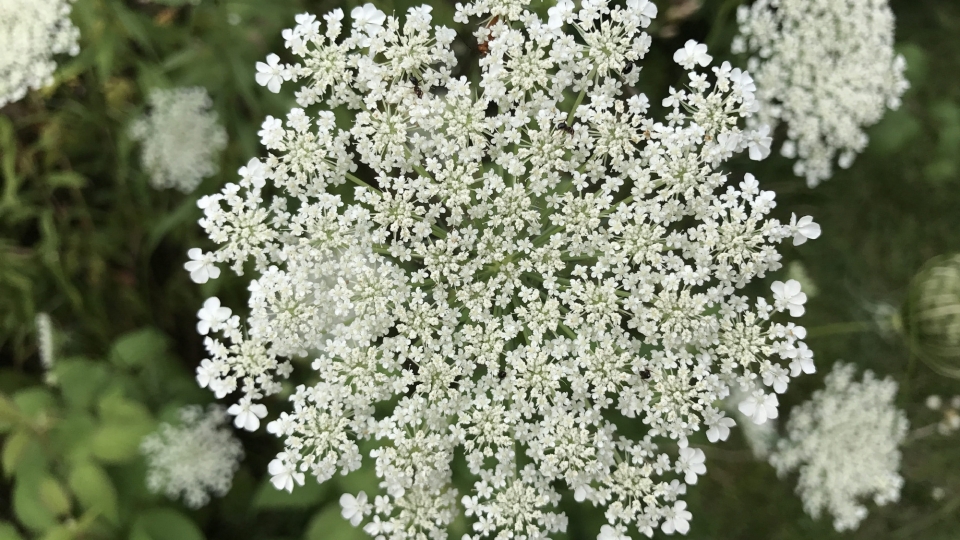 蕾丝花鲜花自然风光优美风景高清桌面壁纸