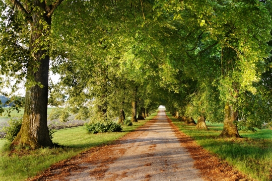 漫步于秋天乡间树林小道