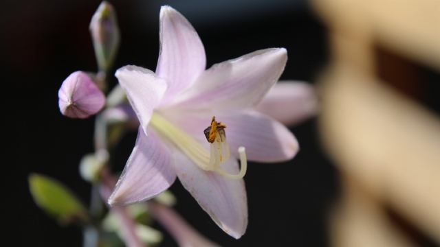 清香怡人的玉簪花无水印电脑桌面高清壁纸图片