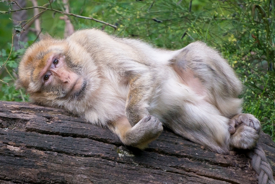 躺在木头上休息的猴子