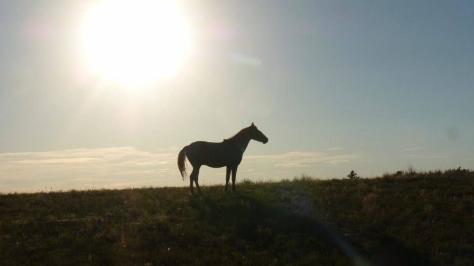 站在山坡草地上的马逆光摄影