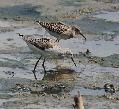 阳光户外湖泊野生鸟类动物