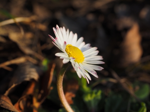 枯枝草地上新生白色菊花特写