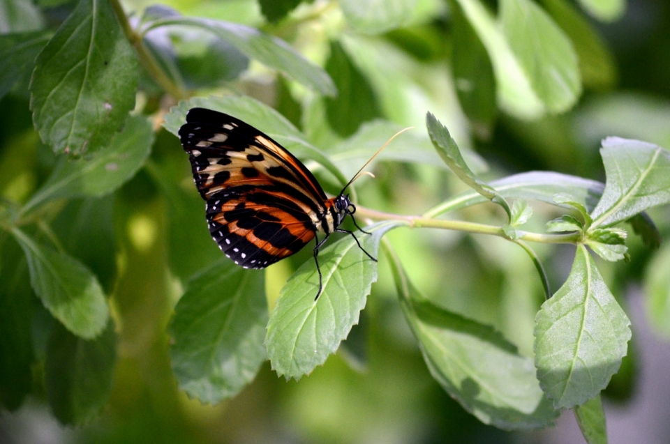 微距摄影_虚化背景自然户外绿色叶子植物上蝴蝶