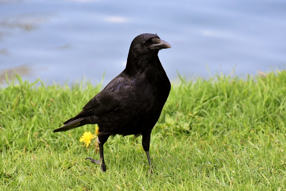 城市户外自然绿色草坪野生黑色乌鸦