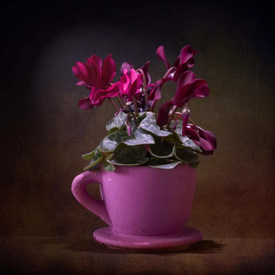 昏暗室内粉色杯子中紫色花朵植物