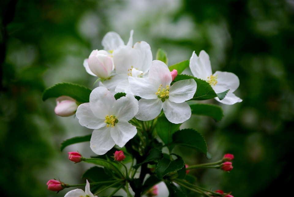 园林花坛间白色清新花朵美景