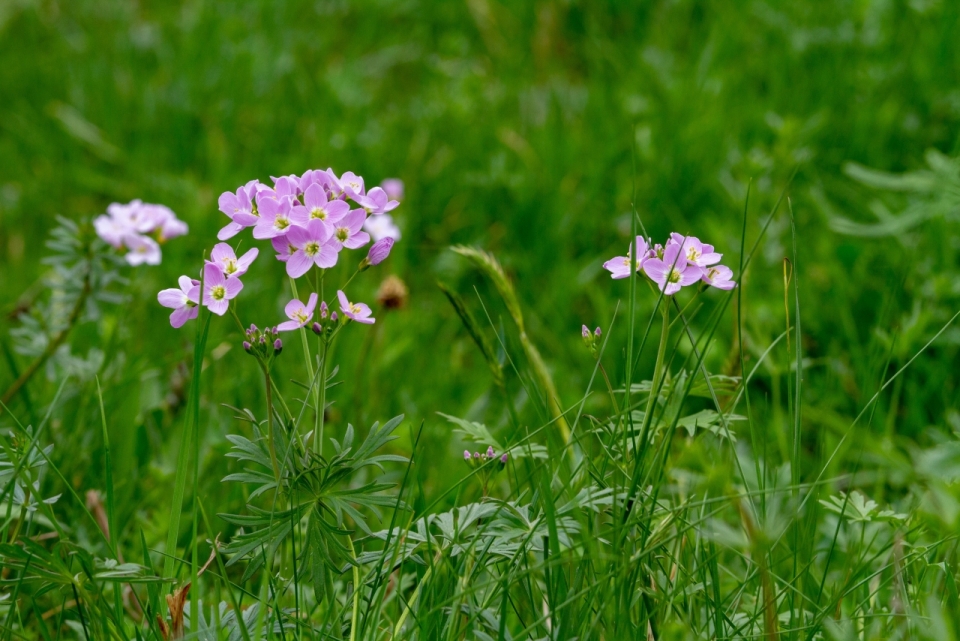 户外自然绿色草坪粉色花朵植物