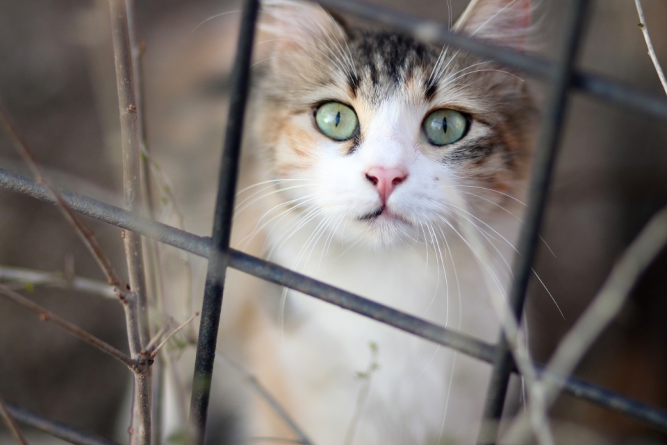 虚化背景铁丝网中闪烁大眼睛猫咪动物