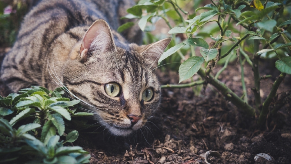 虎斑猫电脑桌面高清壁纸无水印图片