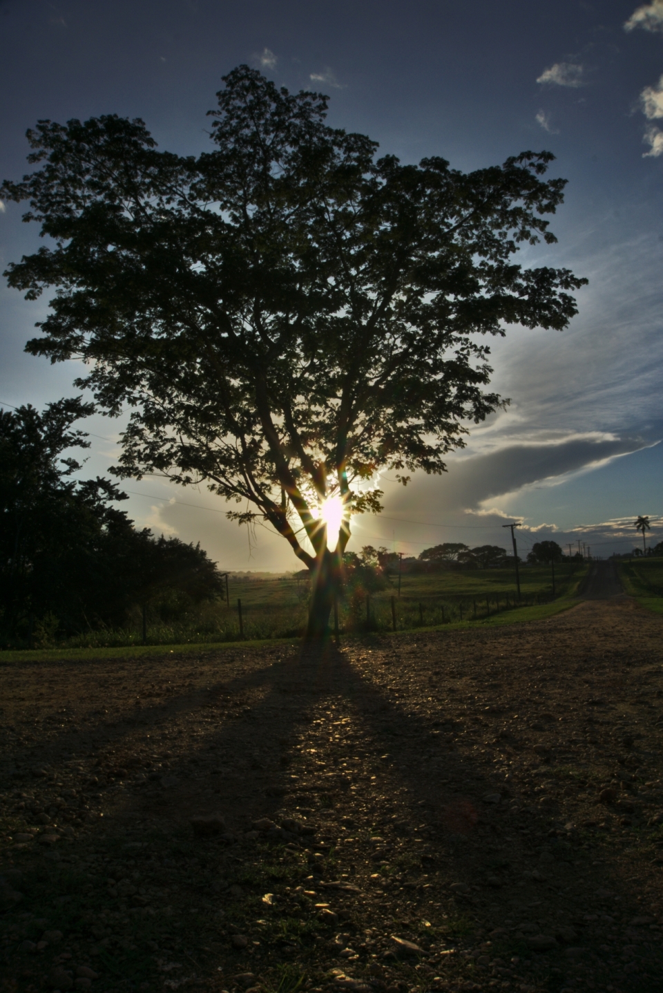 乡间泥土路边的茂密大树逆光摄影