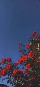 唯美花束写真图片