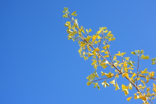 秋天碧蓝天空下的金色银杏树