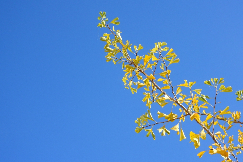 秋天碧蓝天空下的金色银杏树