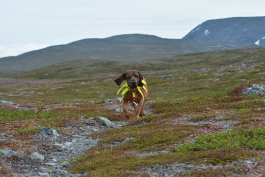 空旷户外自然草坪可爱宠物狗