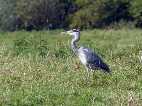 外景摄影_停留在肥沃草地上的候鸟特写