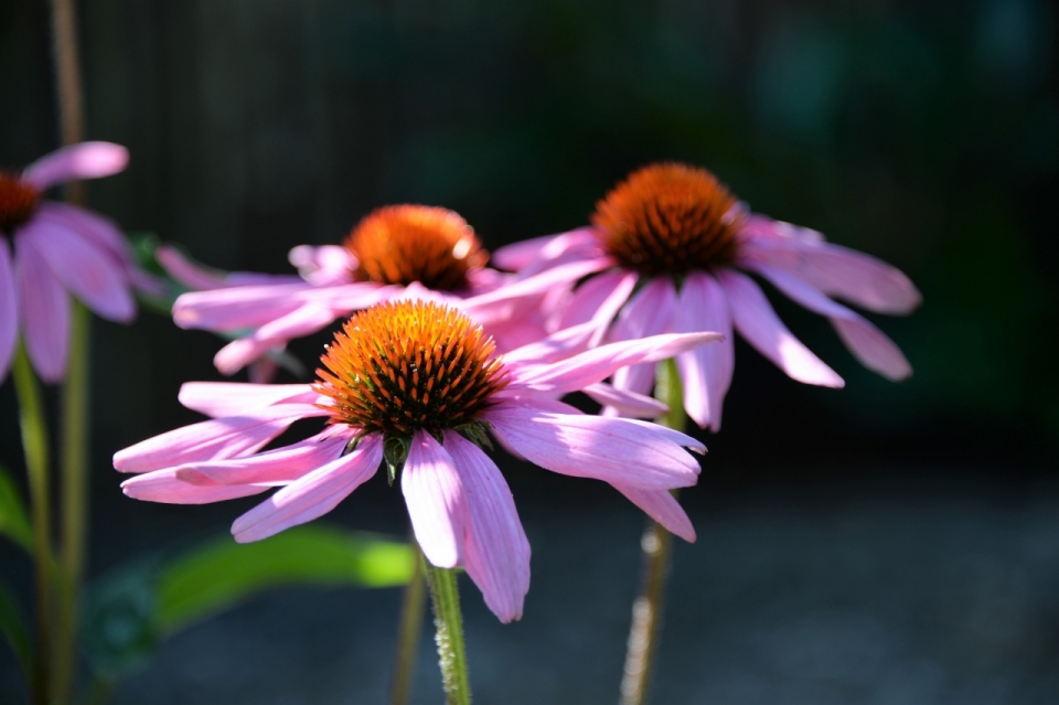 阳光下盛开的紫红色松果菊植物摄影