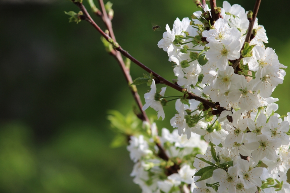 虚化背景阳光户外树木树枝白色花朵