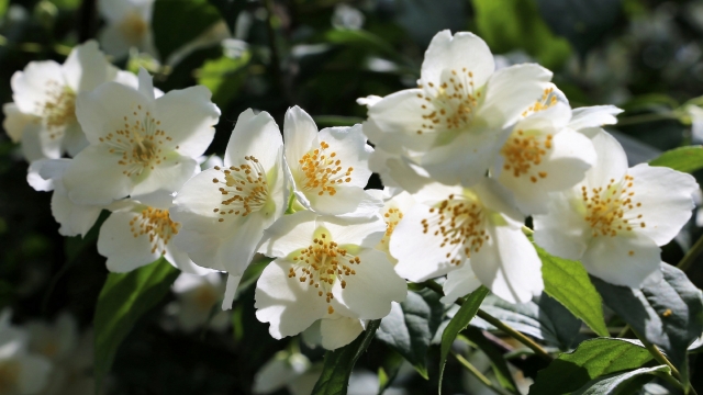 香气扑鼻的茉莉花自然风光高清桌面壁纸