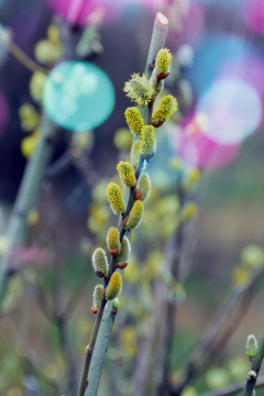 虚化背景户外自然绿色叶子植物