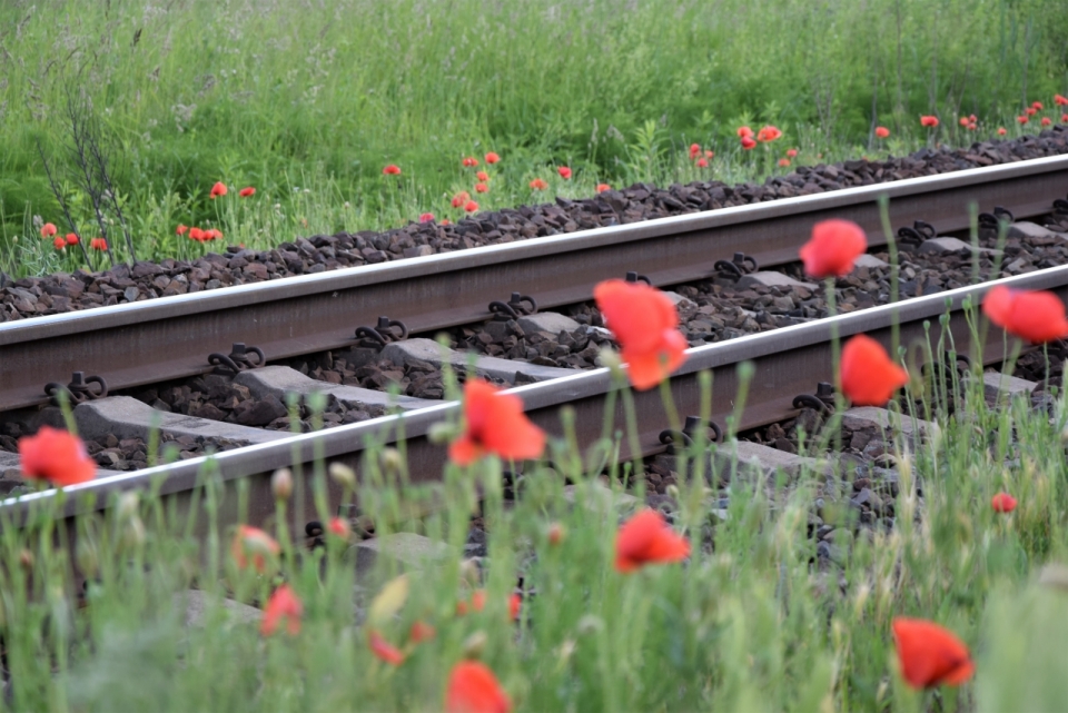铁路轨道绿色草坪自然红色花朵植物