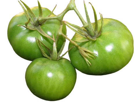 新鲜未熟绿色番茄蔬菜果实