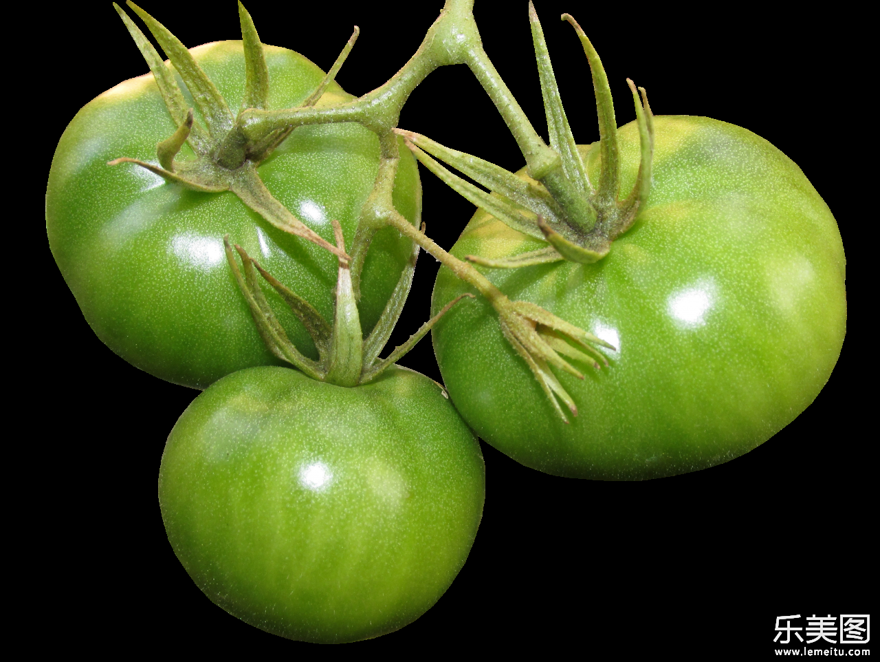 新鲜未熟绿色番茄蔬菜果实