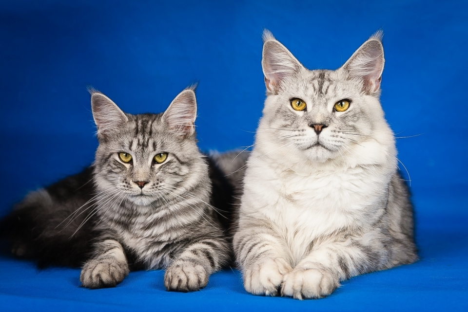 蓝色背景表情姿势相同的两只宠物猫