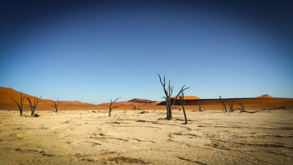 金色沙漠白色沙地上枯萎树木风景摄影