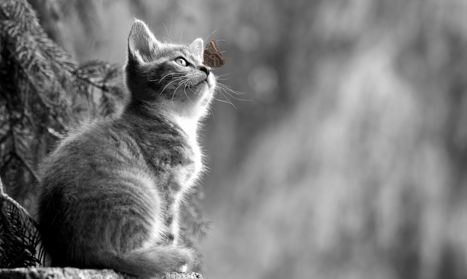 坐在台阶上看天空的小奶猫黑白风格摄影