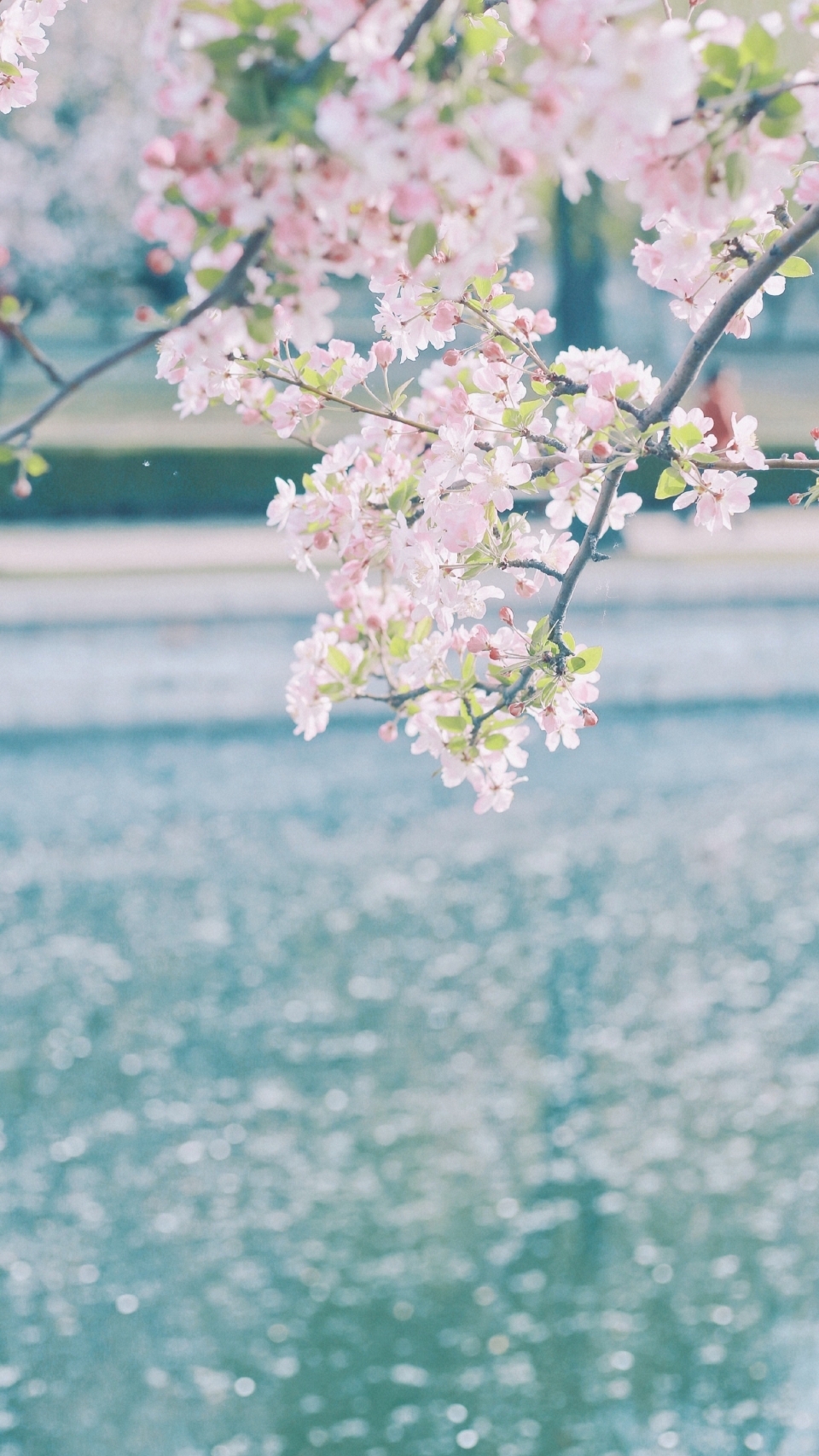 唯美花海写真图片