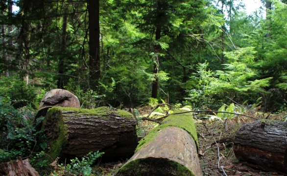 热带丛林砍伐绿叶树木倒塌木桩风景