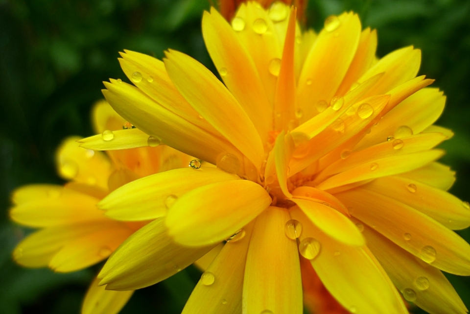 微距摄影_虚化背景户外沾露水自然黄色花朵植物