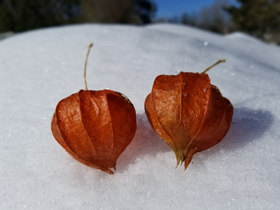 户外雪后地面橙色新鲜灯笼果果实