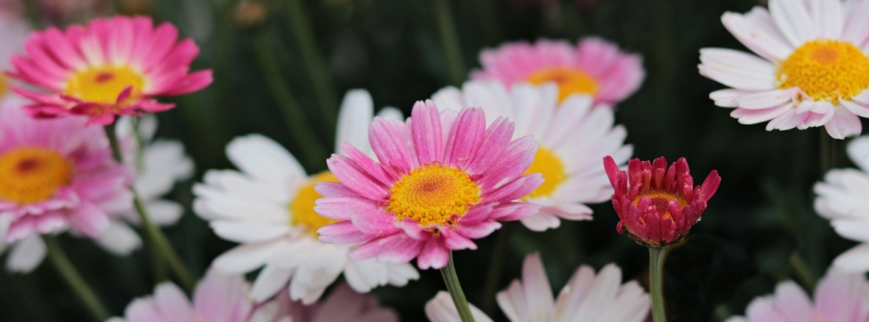 户外自然粉色白色花朵绿色枝干植物
