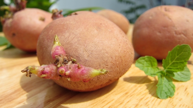 阳光下案板上的马铃薯近距离摄影