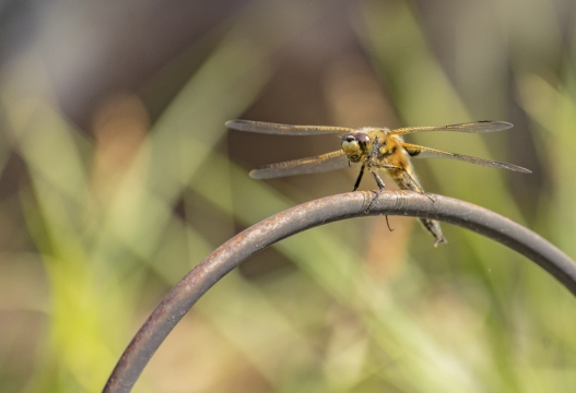 自然户外树木树枝蜻蜓昆虫