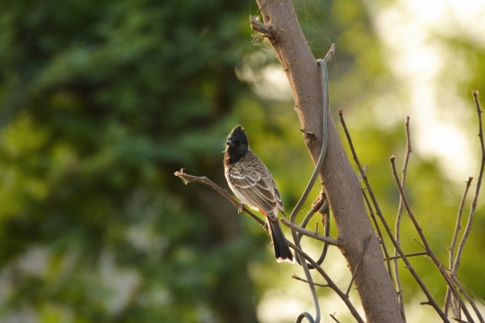 阳光户外自然树木树枝鸟类动物