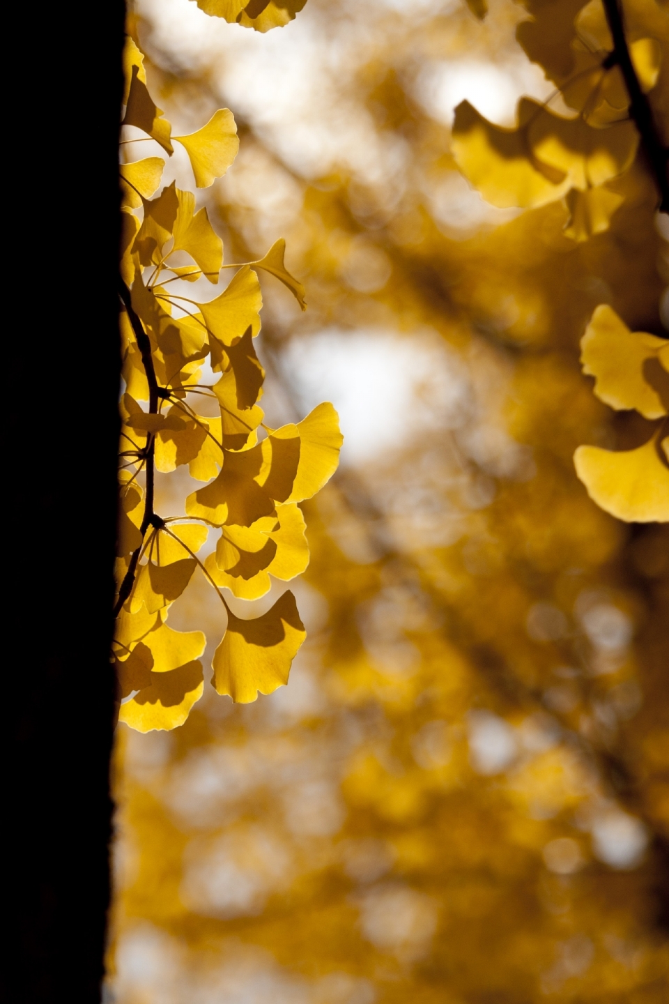秋天树枝上泛黄的银杏树叶特写摄影