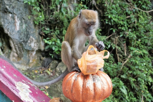 自然景区木制栏杆上野生猴子