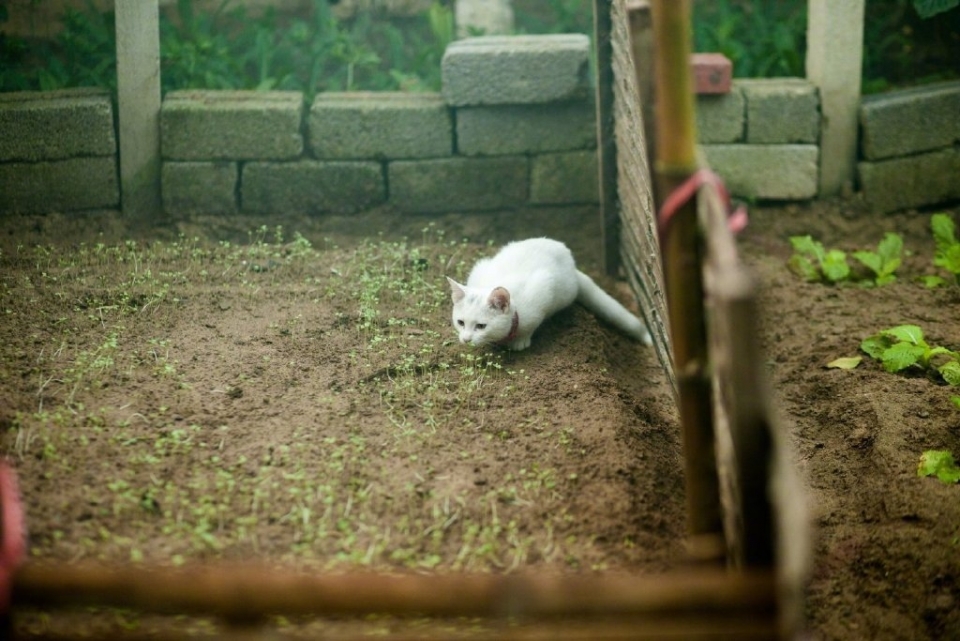 可爱小猫菜园喵星人写真图片