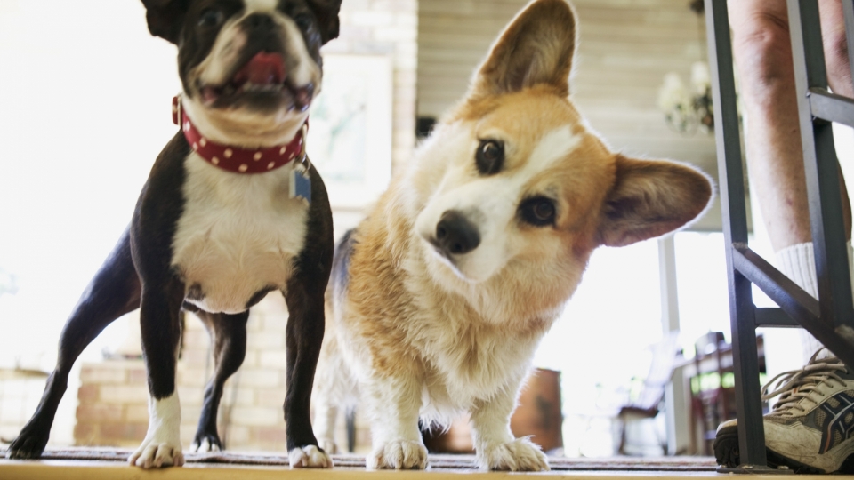 呆萌可爱的柯基犬高清桌面壁纸