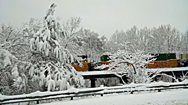 冬日雾松自然风景雪景景观高清桌面壁纸