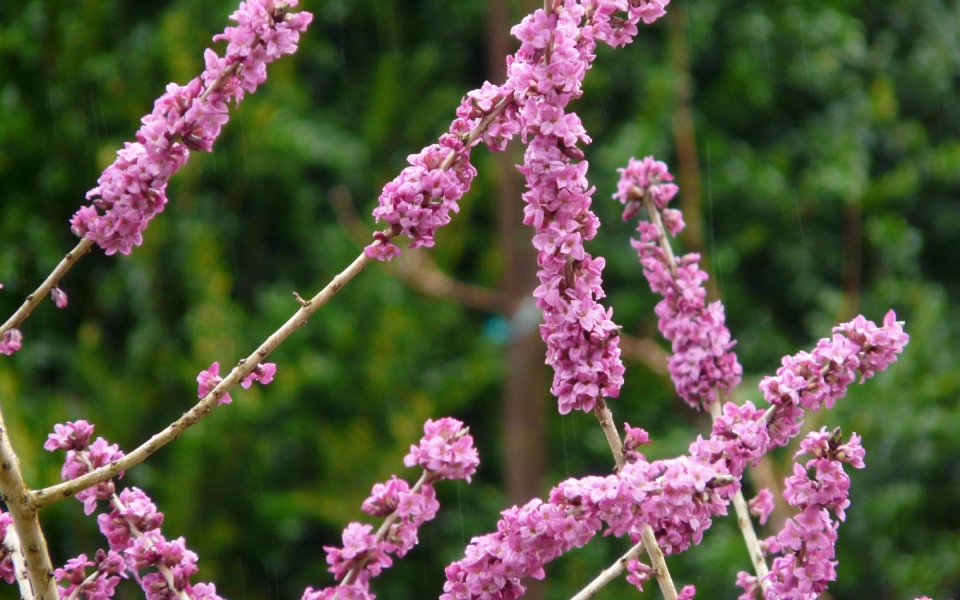 瑞香花自然风光优美风景秀丽高清桌面壁纸