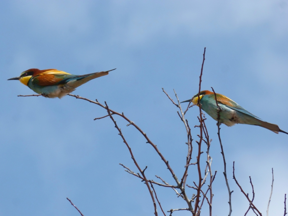 蓝色天空自然树木树枝彩色鸟类动物