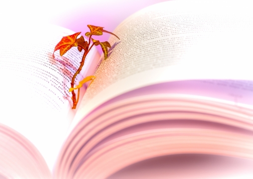 夹在书本中干枯红色树叶标签