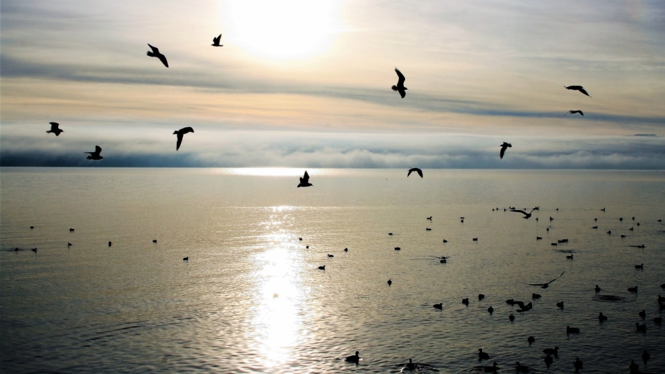 夕阳银色海面上成群结队的海鸥