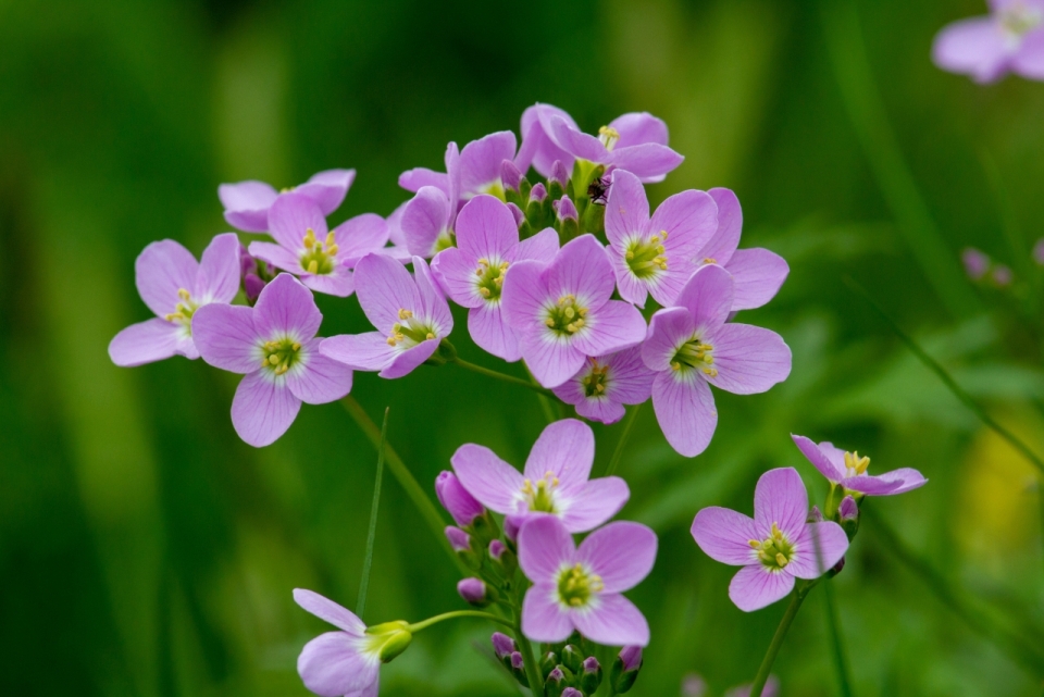 虚化背景大自然草地清新紫色花朵植物